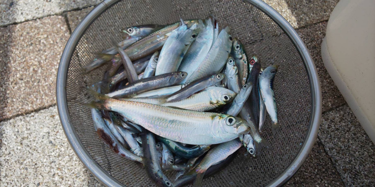 ５月１４日 本日の新居海釣り公園♪ サビキ釣りで豆アジを狙え！｜イシグロ豊橋向山店｜釣具のイシグロ |釣り情報サイト